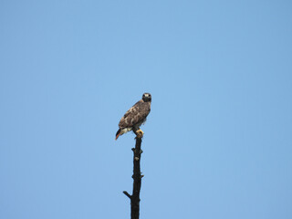 A juvenile, red-tailed hawk, perched on top of a tree branch, hunting, waiting to pounce on unsuspecting prey. Middle Creek Wildlife Management Area, Lancaster County, Pennsylvania.
