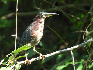 A green heron, perched on a branch, within the wetlands of the Middle Creek Wildlife Management Area, Lancaster County, Pennsylvania.