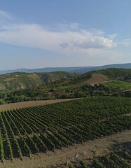Vineyard landscape view