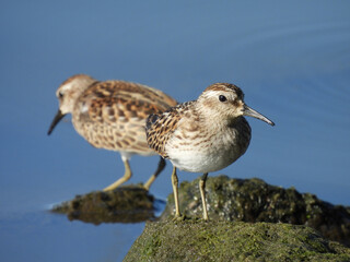 Obraz premium Least sandpipers, small shorebirds, enjoying a beautiful day, along the lake shores of the Middle Creek Wildlife Management Area, Lancaster County, Pennsylvania. 