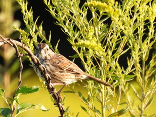 A song sparrow, living within the woodland forest,of the Middle Creek Wildlife Management Area, Lancaster County, Pennsylvania. 