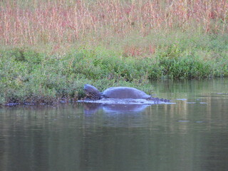 Fototapeta premium Large snapping turtle, living within the wetlands of the Middle Creek Wildlife Management Area, Lancaster County, Pennsylvania.