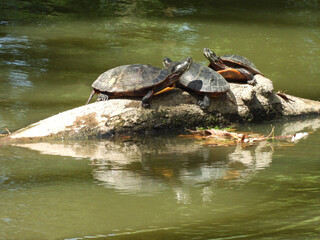 Obraz premium Eastern painted turtles, basking on a log, within the wetlands of the Middle Creek Wildlife Management Area, Lancaster County, Pennsylvania.