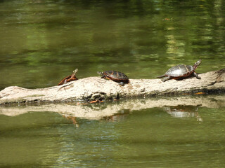 Eastern painted turtles, basking on a log, within the wetlands of the Middle Creek Wildlife Management Area, Lancaster County, Pennsylvania.