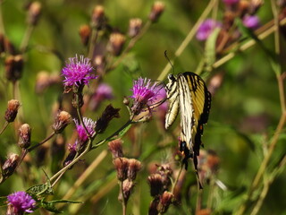 An aged, eastern tiger swallowtail butterfly, with a torn wing, sipping nectar from purple ironweed flowers. Middle Creek Wildlife Management Area, Lancaster County, Pennsylvania.