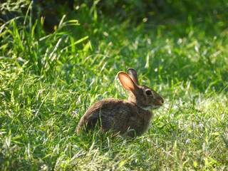 Small, eastern cottontail rabbit, enjoying a sunny autumn day, within the Middle Creek Wildlife Management Area, Lancaster County, Pennsylvania. © Scenic Corner