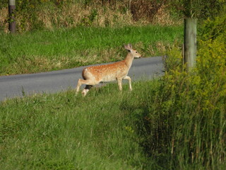 A young deer, fawn, living within the woodland forest of the Middle Creek Wildlife Management Area, Lancaster County, Pennsylvania.