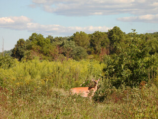 The beautiful scenery of the Middle Creek Wildlife Management Area, with a white-tailed deer, doe standing within the woodland, wetland vegetation. Lancaster County, Pennsylvania. 