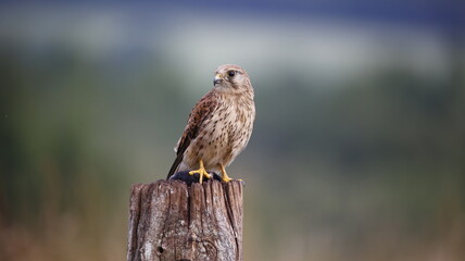 Female kestrel with prey sat on post