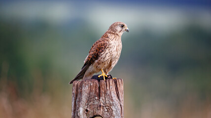 Female kestrel with prey sat on post