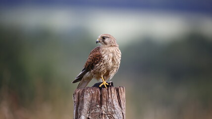 Female kestrel with prey sat on post