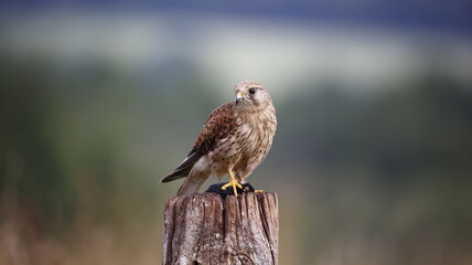 Female kestrel with prey sat on post