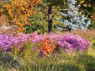 Colorful autumn garden with blooming purple asters, ornamental grasses, and vibrant foliage, set against a blue spruce tree in warm October sunlight