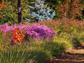 Colorful autumn garden with blooming purple asters, ornamental grasses, and vibrant foliage, set against a blue spruce tree in warm October sunlight