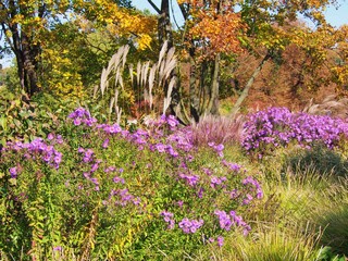 Colorful autumn garden with blooming purple asters, ornamental grasses, and vibrant foliage in warm October sunlight