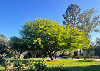 A beautiful green tree bathed in warm golden sunlight, highlighting its lush leaves and natural beauty