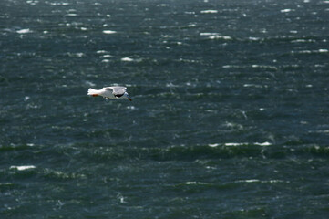sea gull over the sea