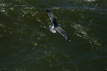 sea gull over the sea
