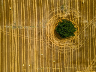 Top-down aerial view of lone tree in golden harvested farmland