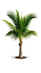 Palm tree isolated on white background