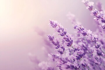 Naklejka premium Lavender flowers blooming in a field, illuminated by soft sunlight, creating a serene and beautiful scene