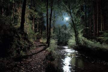 Naklejka premium Moonlit forest path with a shimmering creek in a tranquil nighttime setting filled with tall trees and lush greenery