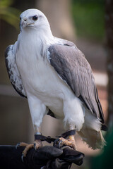 Closeup view of white-bellied sea eagle (Icthyophaga leucogaster) with bokeh background, also known as the white-breasted sea eagle.