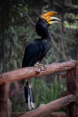 Majestic rhinoceros hornbill captured in a conservation area, its curved beak and large casque distinguishing it among Southeast Asia’s rare birds.