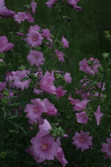 wild Hollyhock Flower