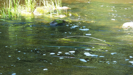 Fish swimming in a clear stream surrounded by lush greenery on a sunny day