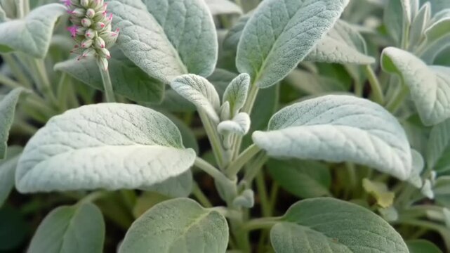 Close-up of silvery-leaved plant with pink flowers