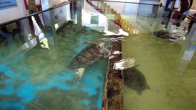 Sea turtle hatchery in Habaraduwa, Sri Lanka