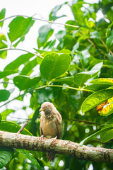 Yellow-billed babbler (Argya Affinis) birds on the tree
