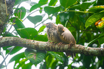 Yellow-billed babbler (Argya Affinis) birds on the tree