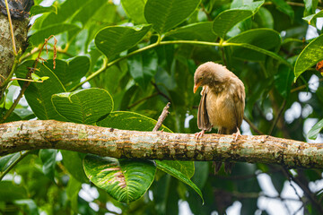 Yellow-billed babbler (Argya Affinis) birds on the tree
