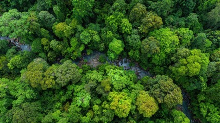 Fototapeta premium Bird's-eye view of a dense rainforest with various shades of green trees and shrubs. A serene river meanders through the lush vegetation, showcasing nature's vibrant beauty in a tranquil setting.