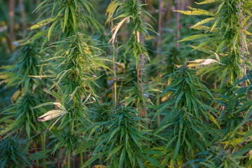 Renewable resources- (Cannabis sativa subsp. sativa) in farmer's fields