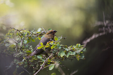 Wild bird pine grouse in a mountain forest in nature eats berry lingonberries. problems of ecology, environmental protection and life in wild