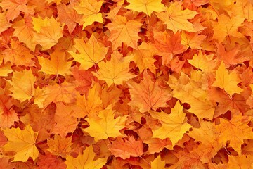 Fototapeta premium Vibrant autumn leaves. A close-up view of a carpet of fallen maple leaves, displaying a rich palette of orange, yellow, and red hues