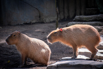 Capybara enjoying a quiet moment under warm sunny day. The largest rodent animal in the world, native to South America.