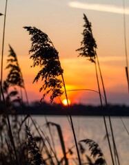 Fototapeta premium Sunset over water reeds