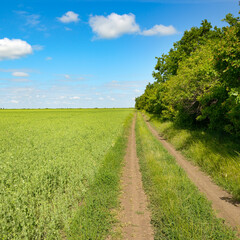 Country road through young pea field and blue sky with white clouds.