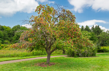 A Single Crabapple Tree with Ripe Fruit