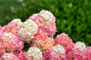Colorful Pink Hydrengea Grouping Close-up
