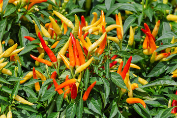Close-up of Colorful Chili Peppers with Verdant Green Backdrop
