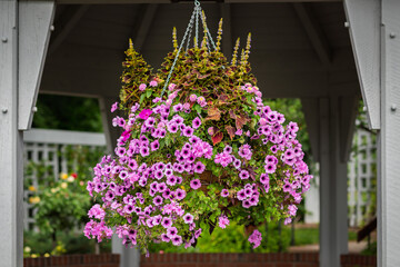 Purple Petunia Hanging Basket Floral Arrangement