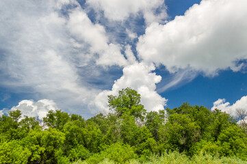 Cumulus and Cirrus Clouds With Forest Canopy Foreground