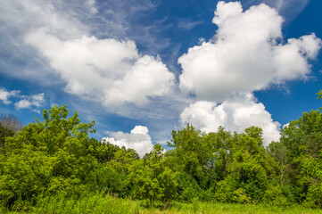 Cumulus and Cirrus Clouds With Forest Canopy Foreground