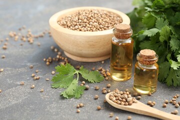 Aromatic oil in bottles, cilantro leaves and coriander seeds on grey table, closeup