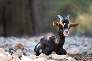 little black goat